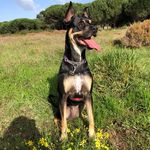 Robyn Moseley - @lazy_rocket_dog - Instagram