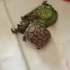 Robyn Proctor - @robyn.proctor4 - TikTok