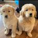 Robyn Diaz Puppies Ready For New Homes - Facebook