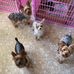 Robyn Diaz Tiny Yorkies Ready For New Homes - Facebook