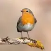 Robyn Reid - @robynreid_4276 - TikTok