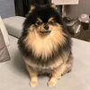 RobynSanchez - @jacinqgpokw - TikTok