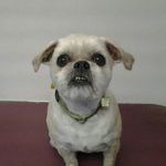 Robyn Sands - @peninsulapetpamper - Instagram