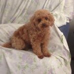Robyn Sims - @bookgambler - Instagram