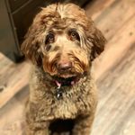 Robyn Stone - @robyndoodles - Instagram