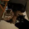 Robin Strong - @crazycatgrandma8888 - TikTok