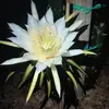 Robyn Swanson - @grammyoo - TikTok