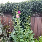 Robyn Tate - Facebook