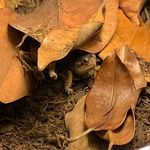 Robyn Townsend - @robyns_exotic_pets - Instagram