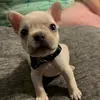 jaxthefrenchie - @robynwebber3 - TikTok