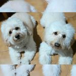 Rocco & Ali - @canichetoy.notantoy - Instagram