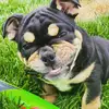 ROCCO THE BULLDOG - @rocco_ali - TikTok