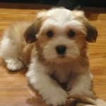 Rocco 💙👑👊 - @rocco_angelo_havanese - Instagram