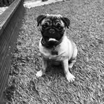 Rocco Baker 🐕 - @rocco_the_pug9 - Instagram