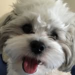 Rocco - @roccobaker - Instagram