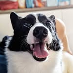 Rocco - @rocco_boy_doggo - Instagram