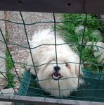 Rocco Capi - Facebook