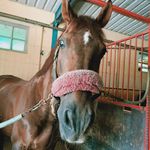 rocco - @_rocco_cavallo - Instagram