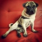 Rocco Colucci - @roccoclooney - Instagram