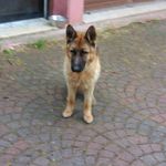 Rocco Colucci - @rocco.colucci.756 - Instagram
