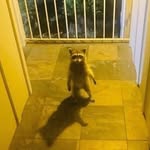 rocco - @coronadorocco - Instagram