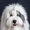 Rocco - @rocco - TikTok