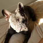 Rocco Edwards 🐶 - @edwards_rocco - Instagram