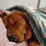 Rocco The Red Dog - @roccoskywalkeredwards - Instagram