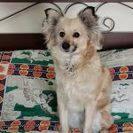 Rocco Gioffré - @pellegrinom989 - Instagram