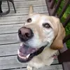 [4-3-18] 🌿 - @rocco.the.golden - TikTok