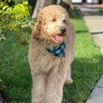 ᖇ O ᑕ ᑕ O 🐾 - @its_roccogoldendoodle - Instagram