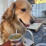@_roccogolden_ - Instagram