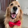 Daniela Massiel - @roccogolden1 - TikTok