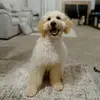 Goldenboy_Rocco - @goldenboy_rocco - TikTok