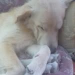 loki - @rocco_golden12 - Instagram