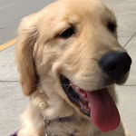 Mr.Rocco - @rocco.goldenretriever - Instagram