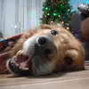 No al maltrato animal - @rocco_the_golden - TikTok