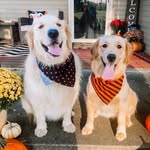 R O C C O + R I V E R - @golden_rocco_ - Instagram
