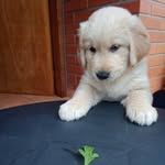 @rocco.golden_.2 - Instagram