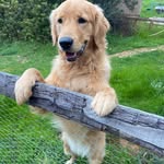 @rocco.golden_ - Instagram