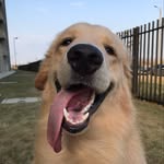 Rocco 🐾 | Golden Retriever - @roccogoldenret - Instagram