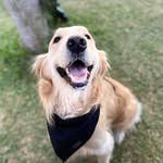 Rocco 🐾 | Golden Retriever - @roccolife.mx - Instagram