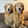 👑Rocco & 👑 Niko - @rocconnikodagoldens - TikTok