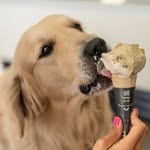Rocco | Golden Retriever 🐾 - @golden.roccoretriever_ - Instagram