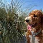 Rocco | Goldendoodle| Dogs of Golden Kennel - @thegoldendoodle_rocco - Instagram