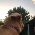 Rocco 😋 - @rocco.goldenret - Instagram