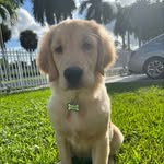 ROCCO 💙 - @rocco_golden_retriever - Instagram