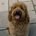 Rocco 🐾 - @rocco_goldendoodle_ - Instagram
