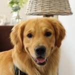 Rocco 🐾 - @rocco_goldenlove - Instagram
