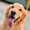 Rocco 🐶🐾 - @roccogolden - TikTok